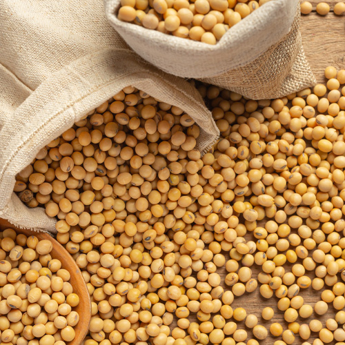Soya Fasulyesi